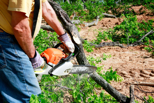 Best Tree Removal Cost  in Elgin, OK